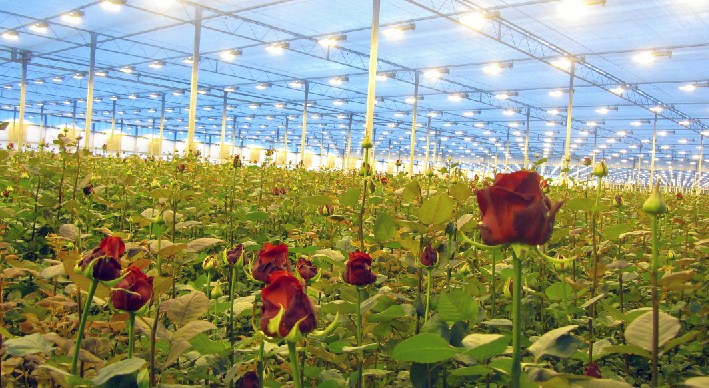مزایای گلخانه نسبت به کشاورزی سنتی